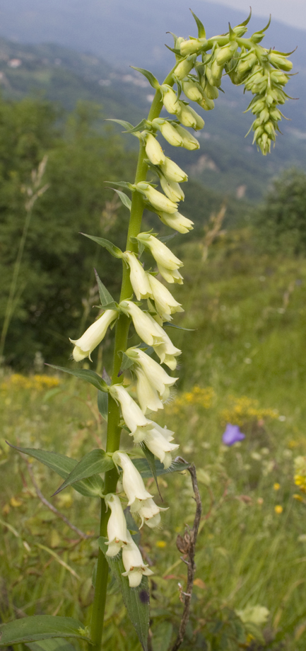 Digitalis lutea